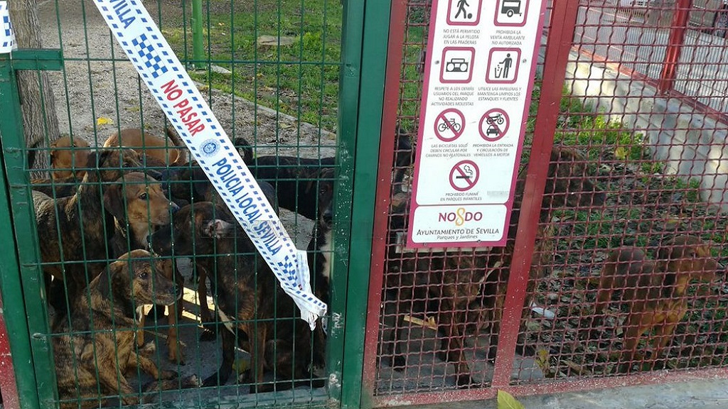 #Video Abandonan a 18 perros en parque infantil de Sevilla