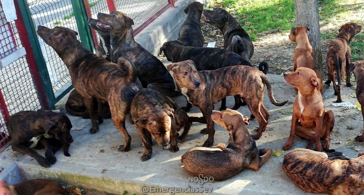 #Video Abandonan a 18 perros en parque infantil de Sevilla - perros-abandonados-en-sevilla