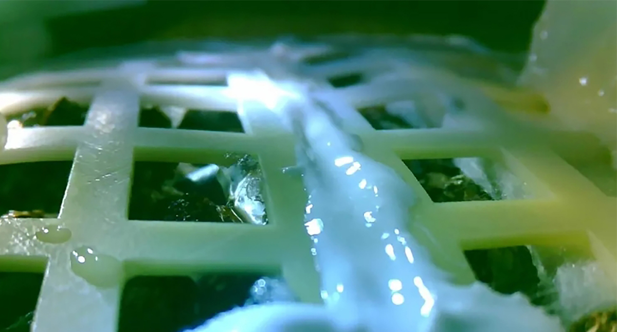 Brote que germinó en la Luna no sobrevivirá a la noche - plantita-de-algodn