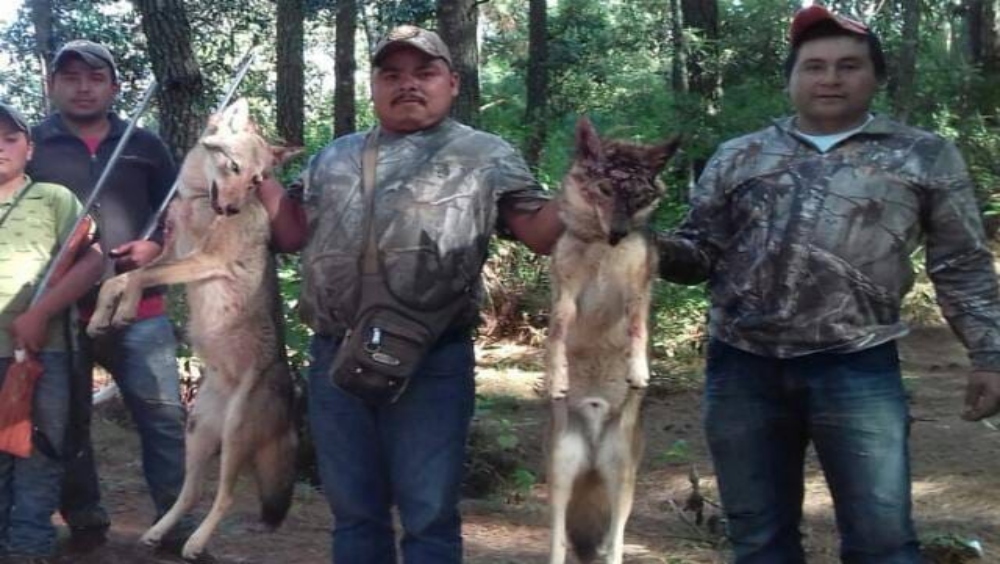 Exhiben a regidor de Áporo, Michoacán, tras cazar lobos