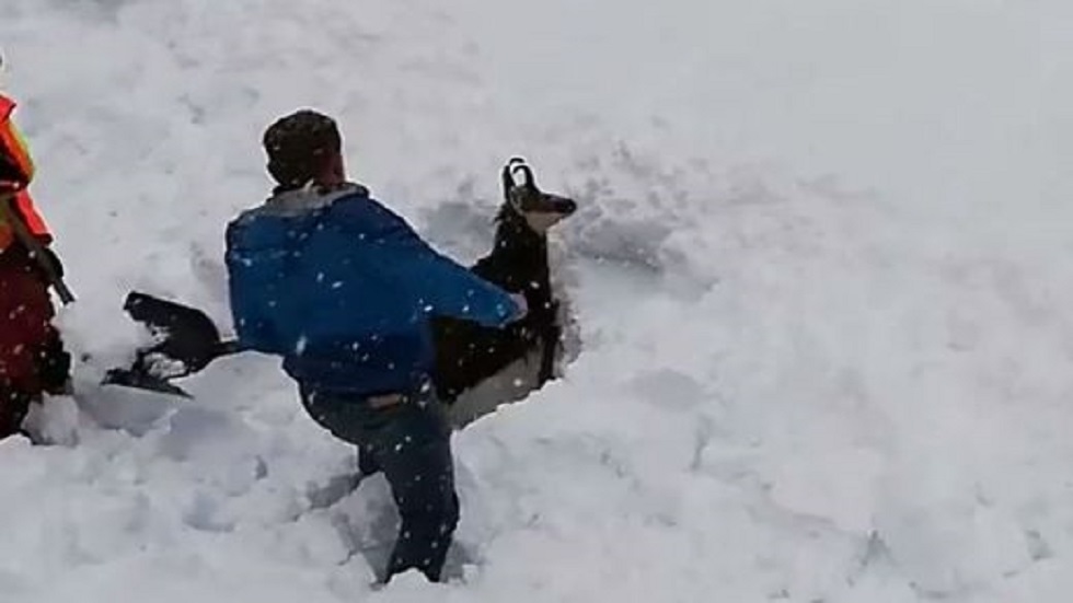 #Video Salvan la vida de animal enterrado por la nieve