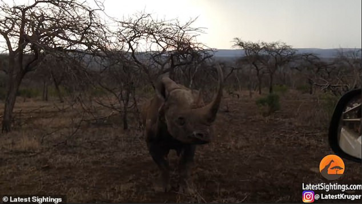 #Video Rinoceronte embiste automóvil en Sudáfrica
