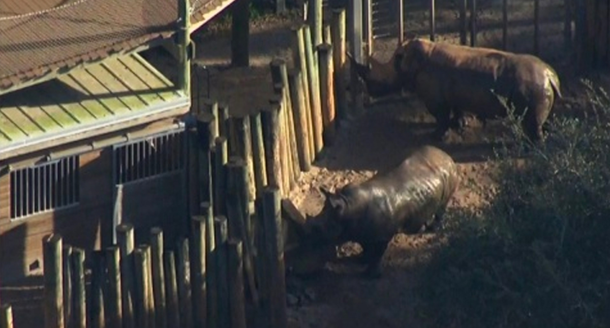 Menor resulta herido tras caer a zona de rinocerontes en zoológico