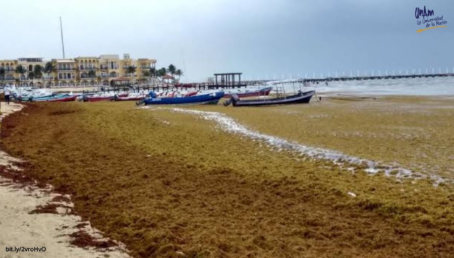 Prevén llegada masiva de sargazo al Caribe mexicano - sargazo-unam