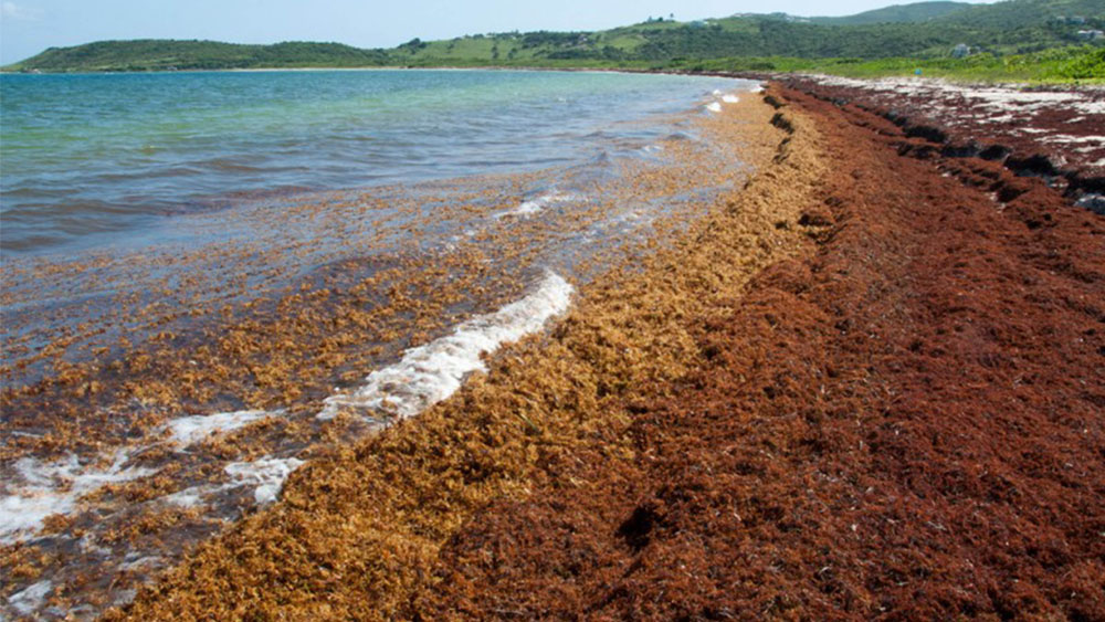 Semar debe informar sobre investigación para manejo de sargazo