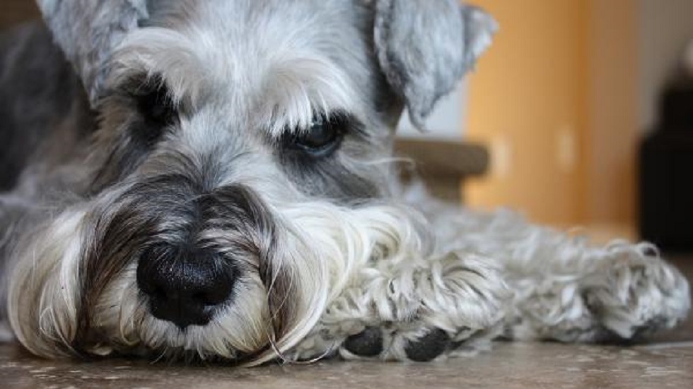 Los perros mestizos son los favoritos de los mexicanos - schnauzer