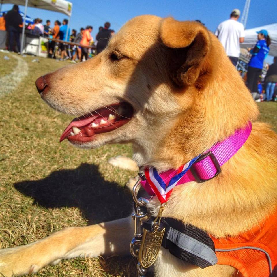 Organizan carrera con perros en favor de refugio animal de Texas - sky