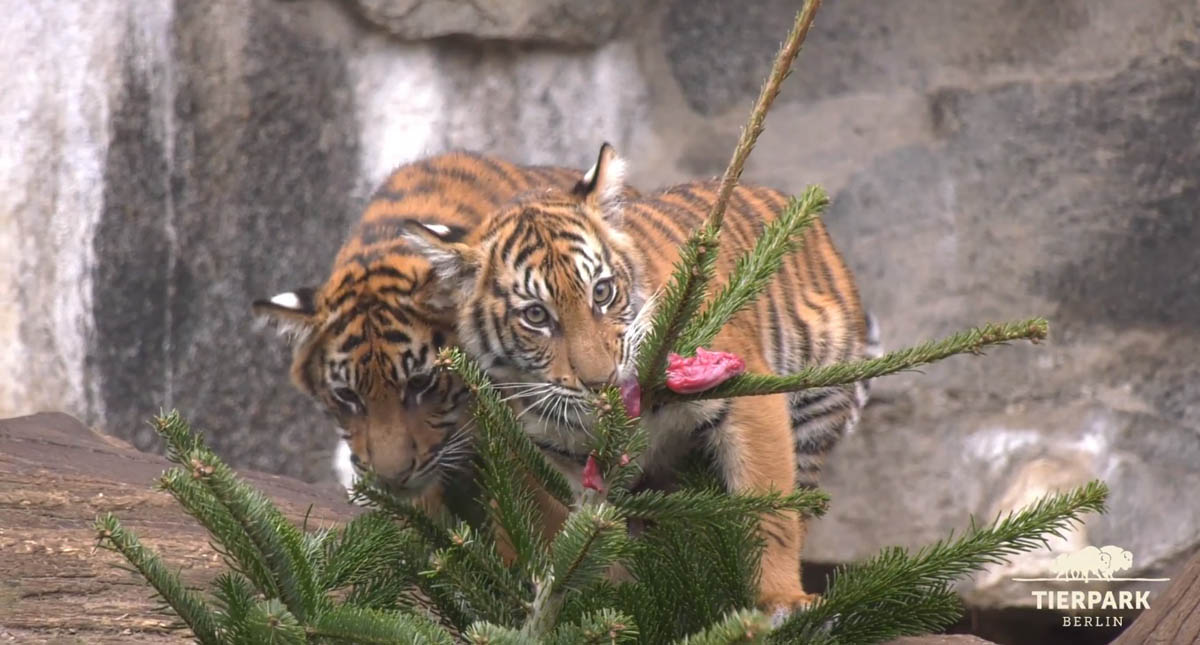 #Video Regalan árboles de Navidad a animales de zoológico - tigres-comiendo-la-carne-de-su-pino
