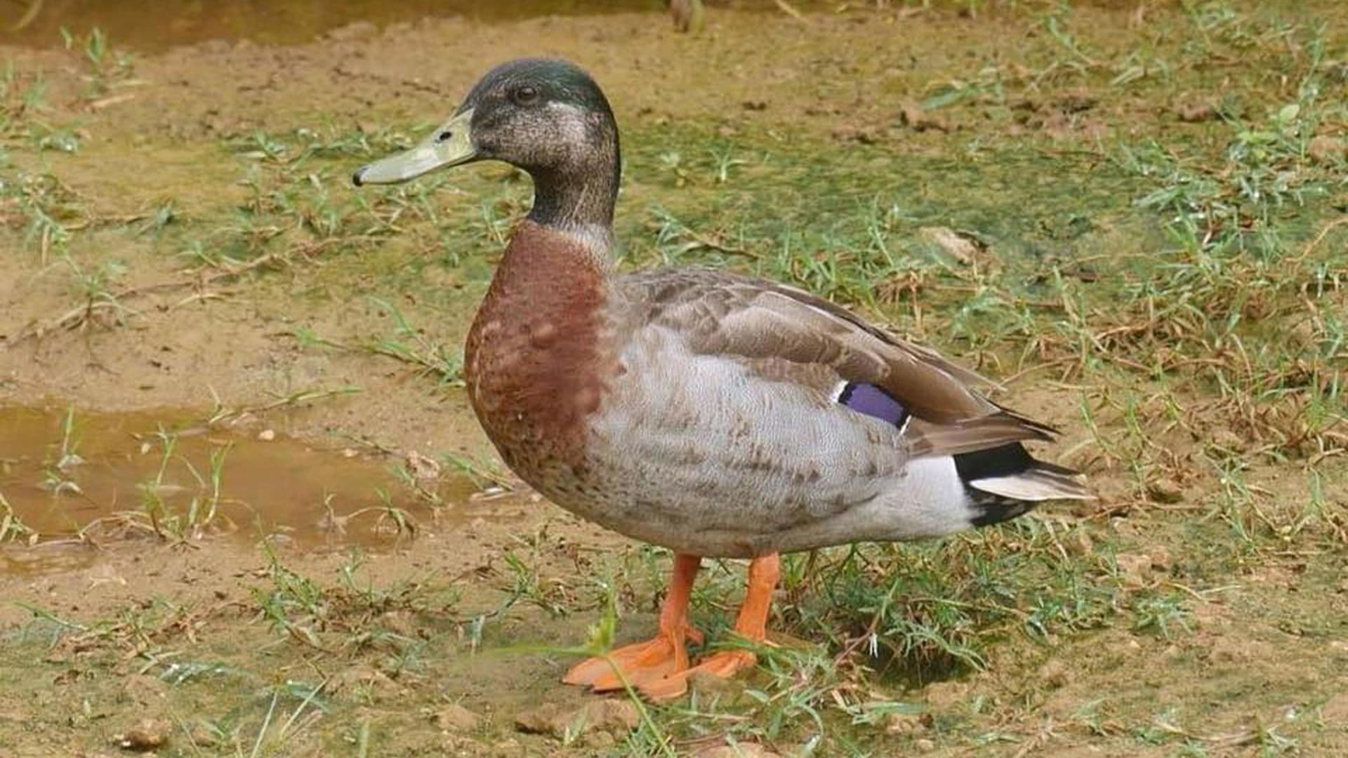 Muere el pato más solitario del mundo