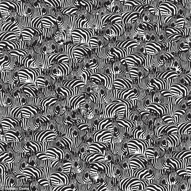 #RetoViral ¿Puede encontrar un teclado entre una manada de cebras? - zebras-teclado-reto-viral-2