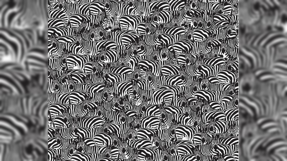 #RetoViral ¿Puede encontrar un teclado entre una manada de cebras?