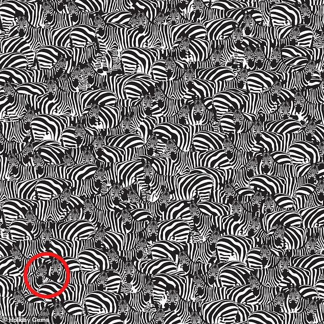 #RetoViral ¿Puede encontrar un teclado entre una manada de cebras? - zebras-teclado-reto-viral