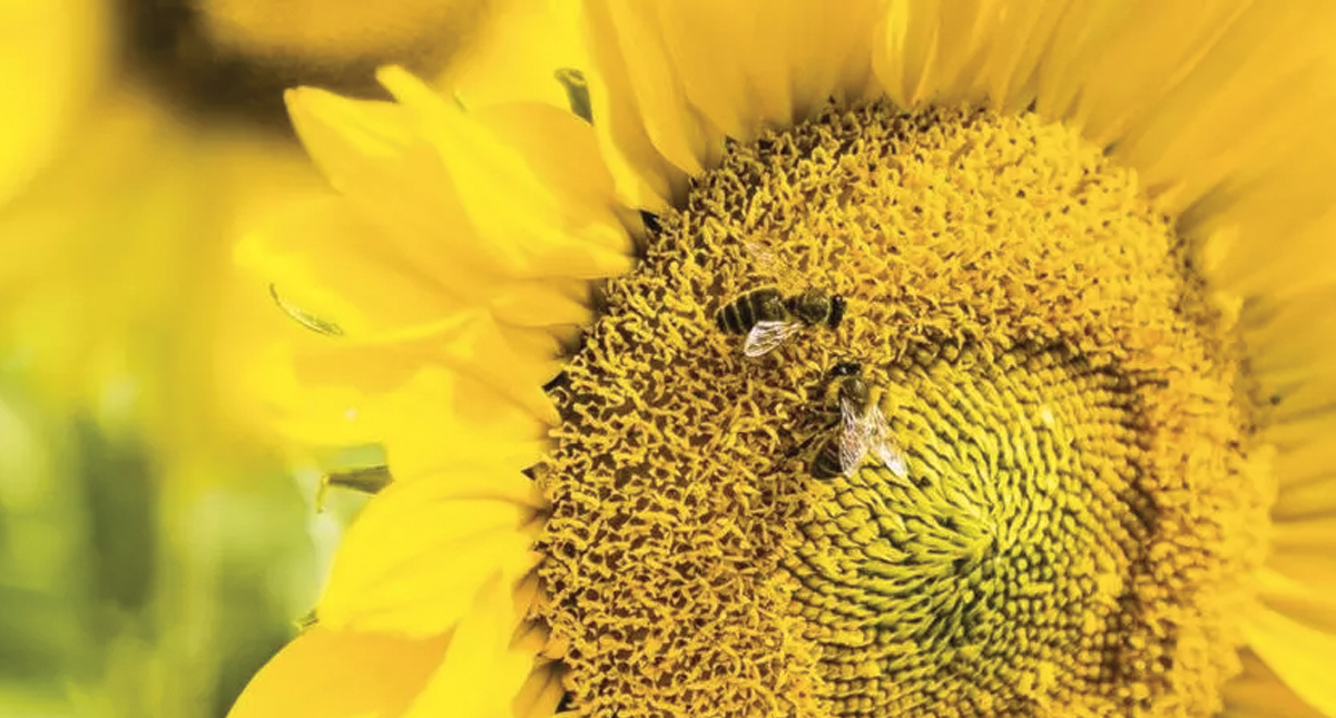 Abejas pueden sumar y restar - abejas