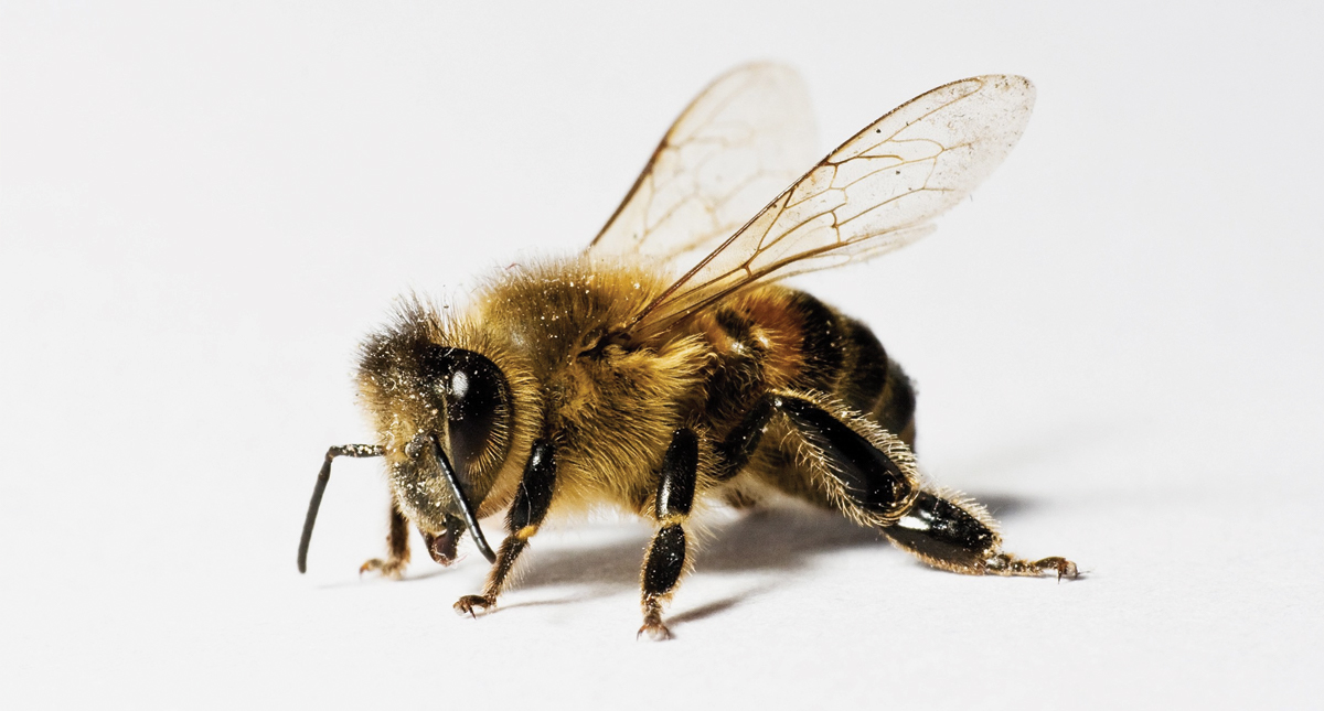 Abejas pueden sumar y restar