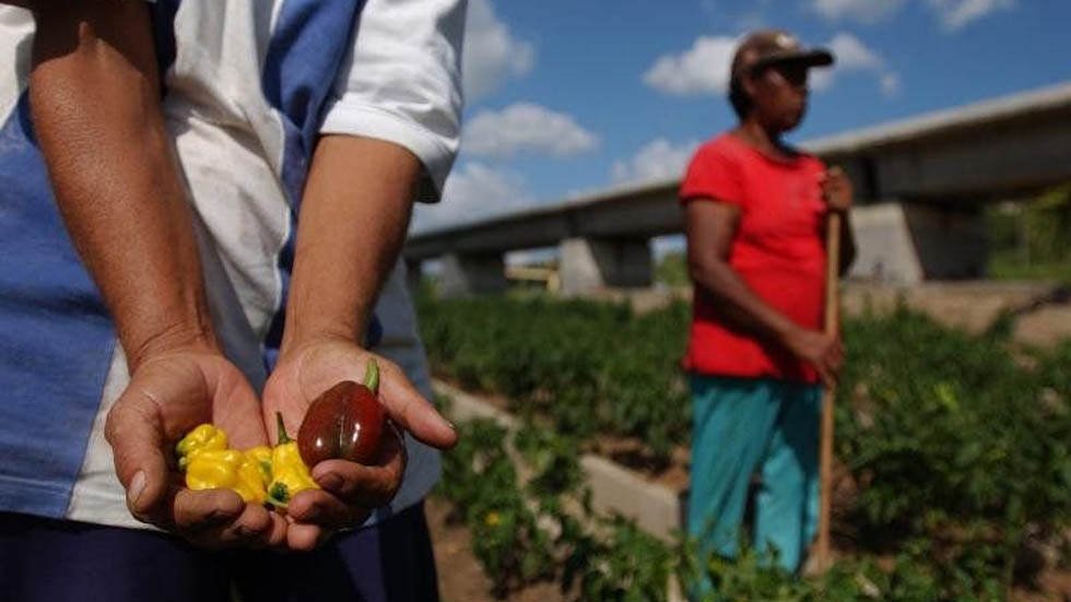 FAO lanza grito de alarma por pérdida de biodiversidad FAO lanza grito de alarma por pérdida de biodiversidad
