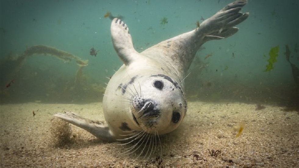 Las imágenes ganadoras del concurso de fotografía submarina 2019 - aguas-britanicas-compacto