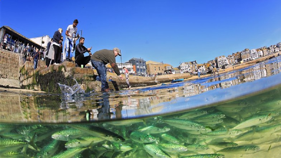 Las imágenes ganadoras del concurso de fotografía submarina 2019 - aguas-britanicas-viviendo-juntas