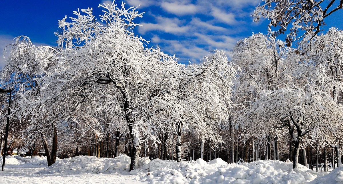 Vórtice polar congela las Cataratas del Niágara de Nueva York - arboles-congelados-en-los-alrededores-de-las-cataratas-del-niagara-de-ny
