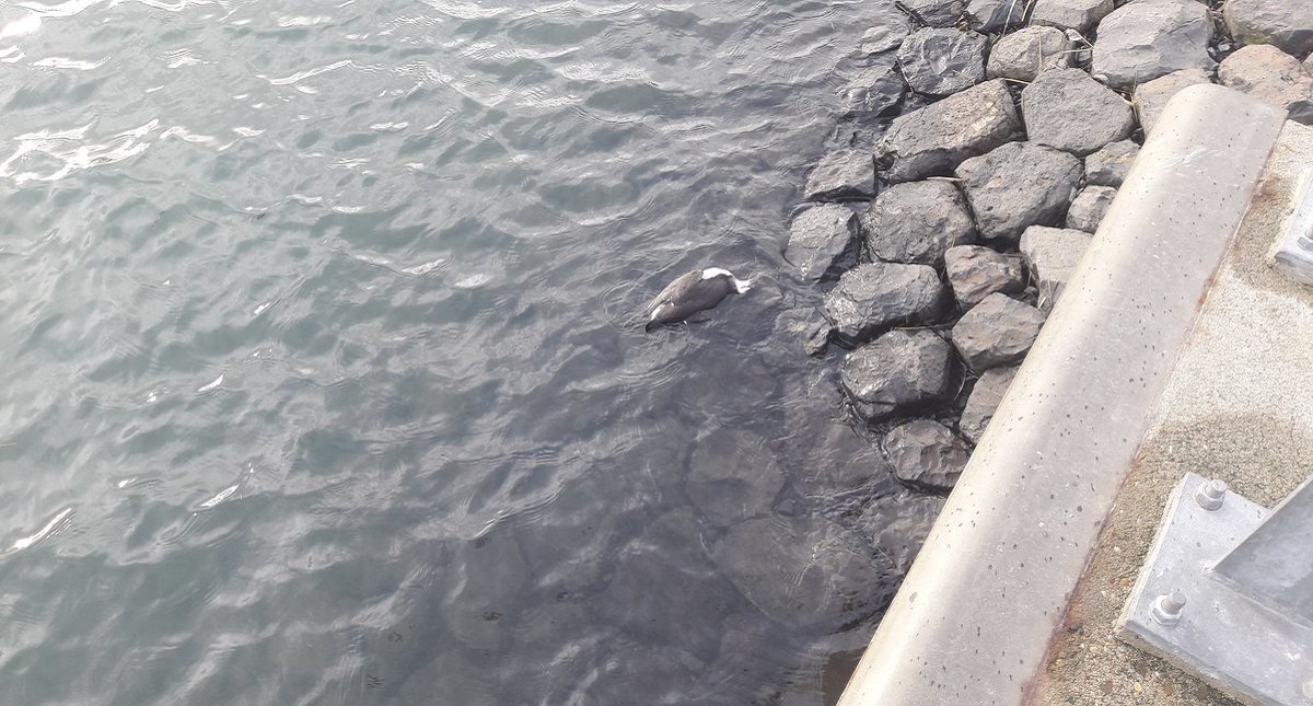 Miles de cadáveres de aves marinas llenan playas de Holanda