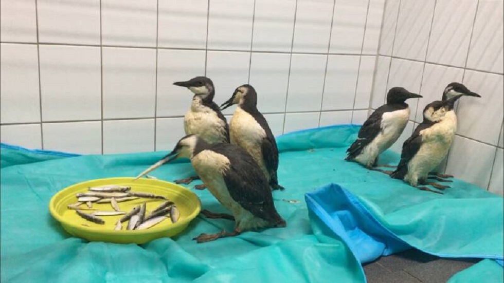 Miles de cadáveres de aves marinas llenan playas de Holanda - aves-rescatadas-de-playas