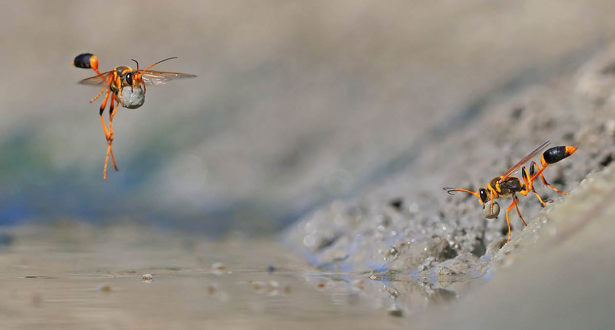Insectos se extinguen a un ritmo de 2.5 por ciento - avispas
