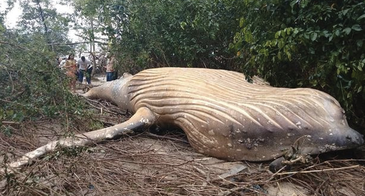 Encuentran muerta a ballena jorobada en selva de Brasil Encuentran muerta a ballena jorobada en selva de Brasil
