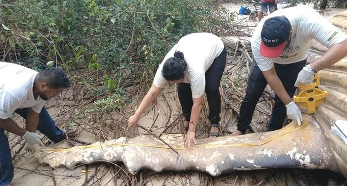 Encuentran muerta a ballena jorobada en selva de Brasil - ballena1