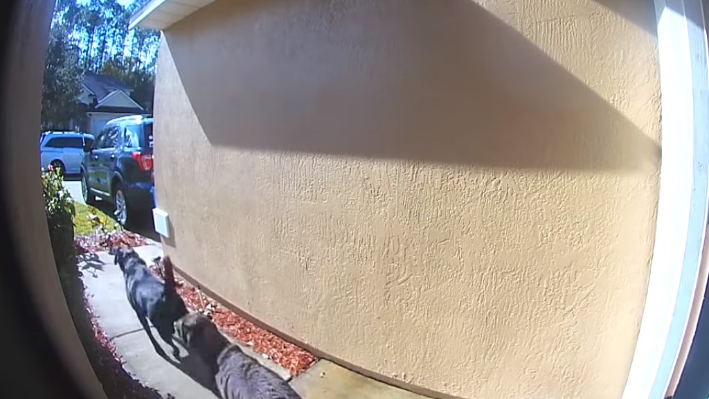 #Video Perros salvan la vida de su dueña en Florida