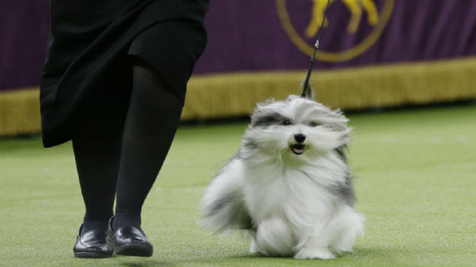 Fox Terrier gana concurso de perros de Westminster - bichon-habanero-bobo