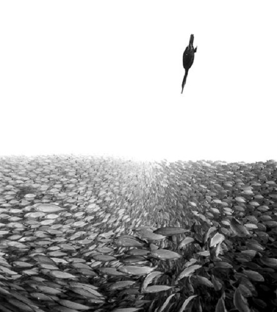 Las imágenes ganadoras del concurso de fotografía submarina 2019 - blanco-y-negro