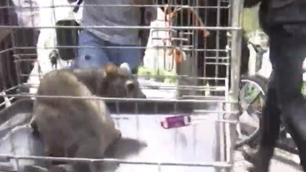 Atrapan a cacomixtle en sucursal bancaria de Paseo de la Reforma - cacomixtle-en-banco-de-reforma