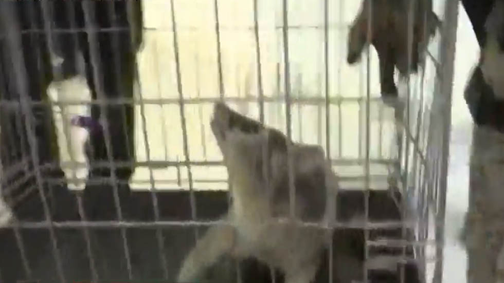 Atrapan a cacomixtle en sucursal bancaria de Paseo de la Reforma