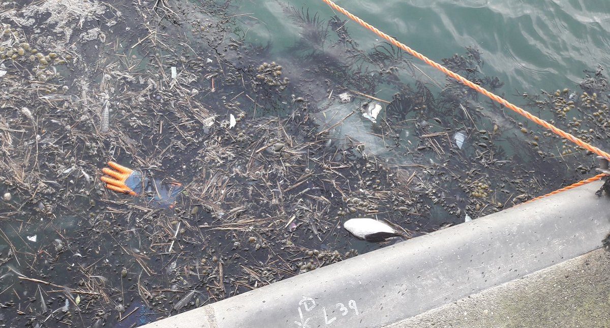 Miles de cadáveres de aves marinas llenan playas de Holanda - cadaveres-de-aves-flotando-en-las-costas