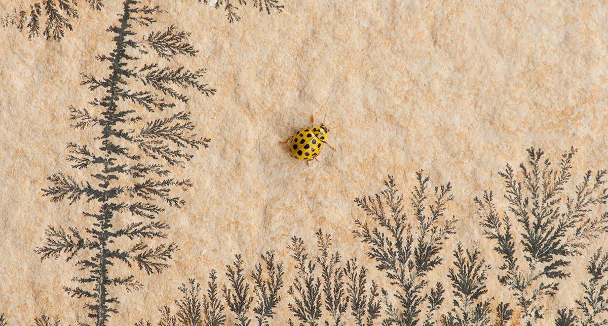 Insectos se extinguen a un ritmo de 2.5 por ciento - catarina