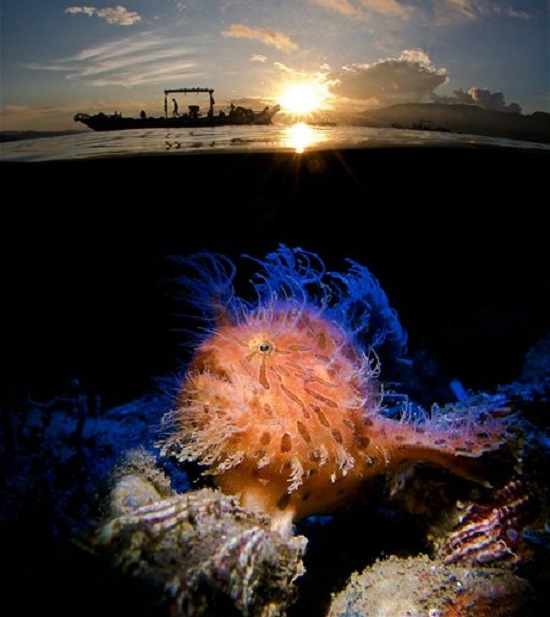 Las imágenes ganadoras del concurso de fotografía submarina 2019 - compacto