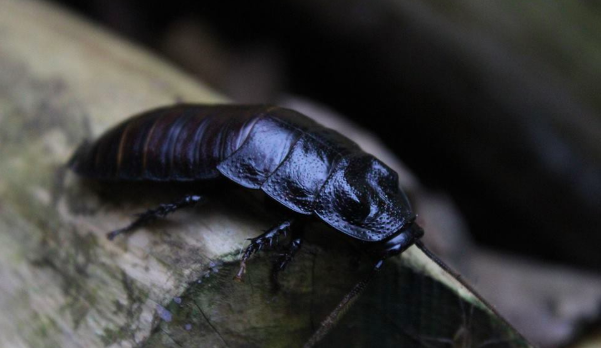 Zoológico permitirá bautizar una cucaracha con el nombre de un exnovio