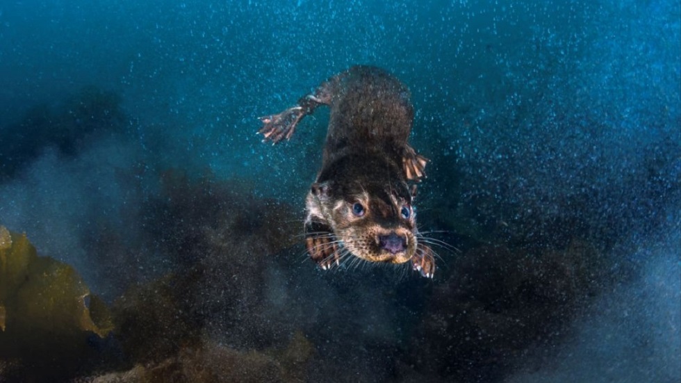 Premian las mejores fotografías 'al aire libre' - debajo-de-lo-expuesto