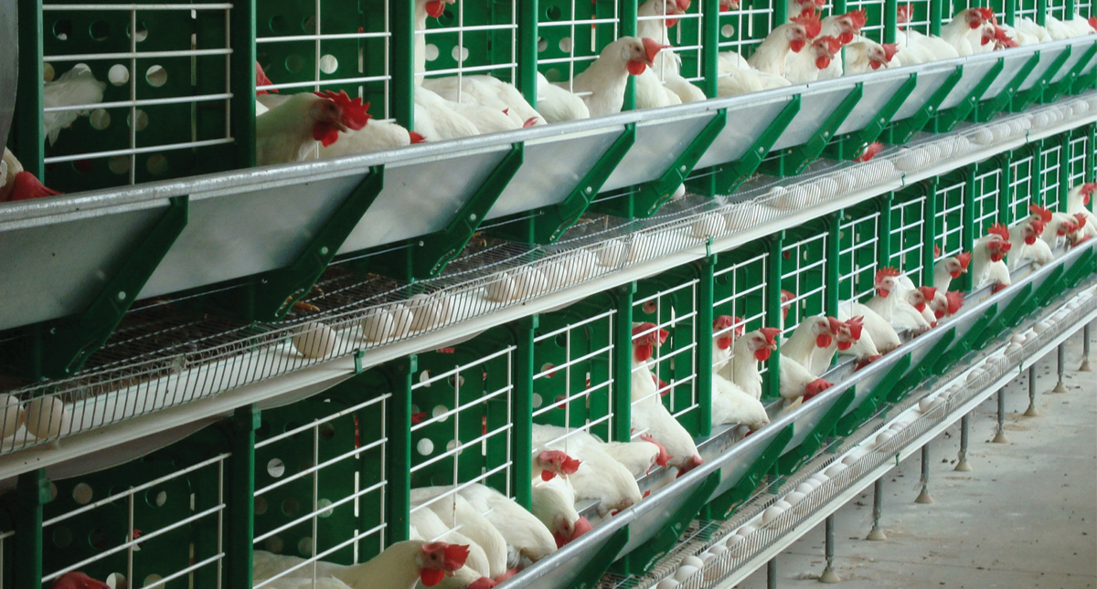 Disminuye crecimiento de actividad económica en diciembre