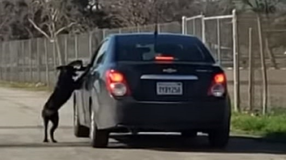 #Video Juega con perro para después abandonarlo - el-implicado-arranco-a-pesar-de-que-el-perro-pedia-subir-al-auto