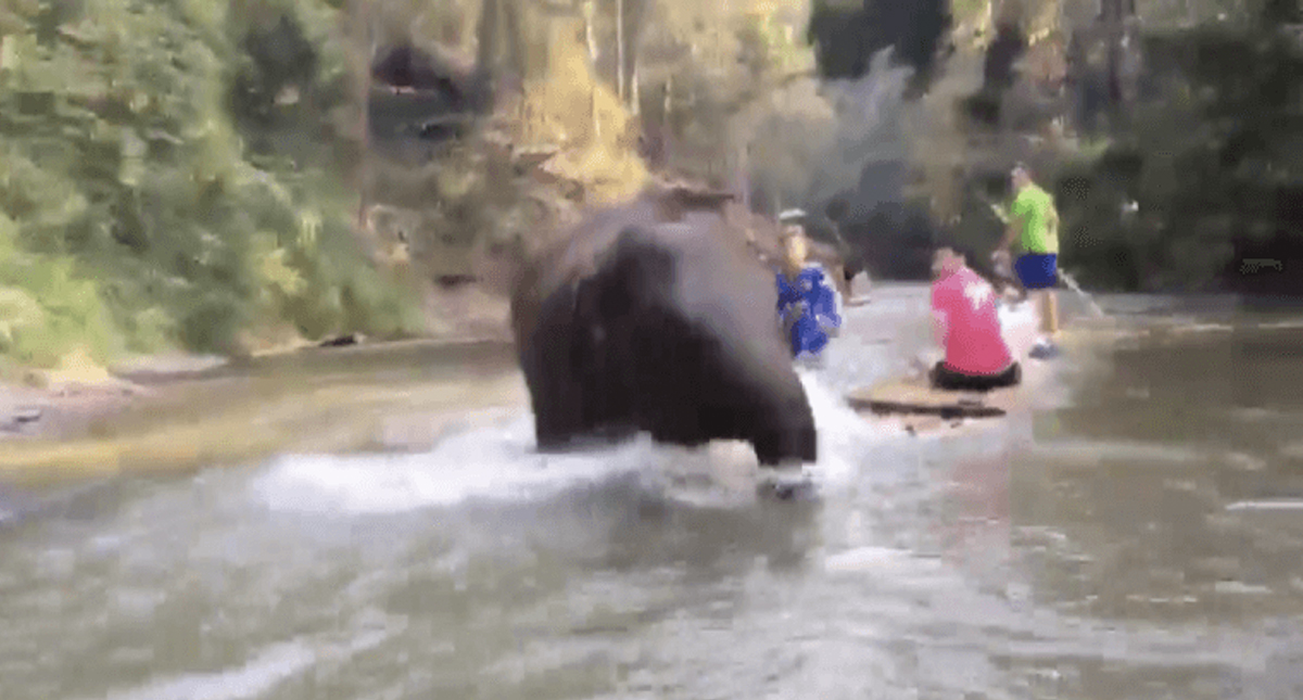 #Video Elefante bebé ataca a turistas en un río de Tailandia