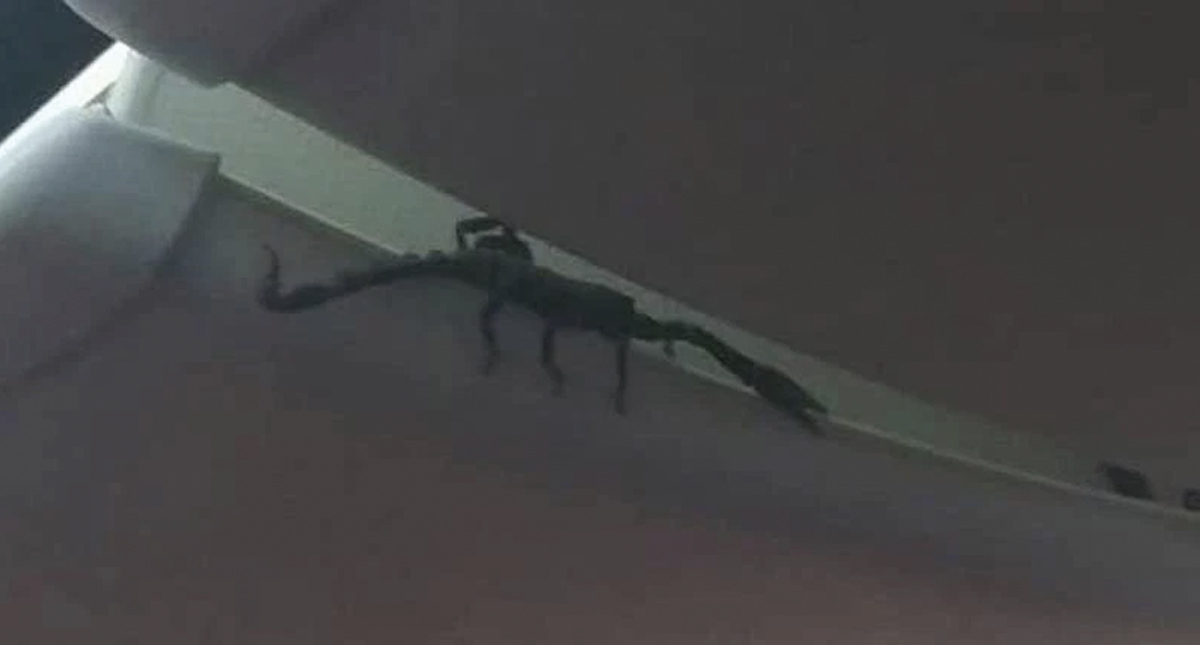 #Video Encuentran escorpión vivo en avión de Lion Air