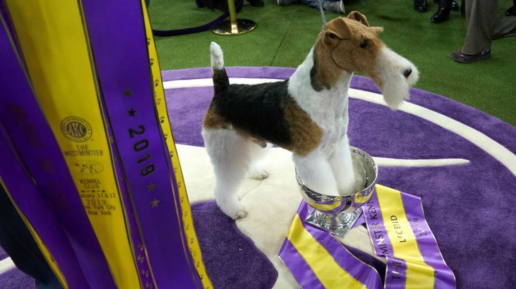 Fox Terrier gana concurso de perros de Westminster