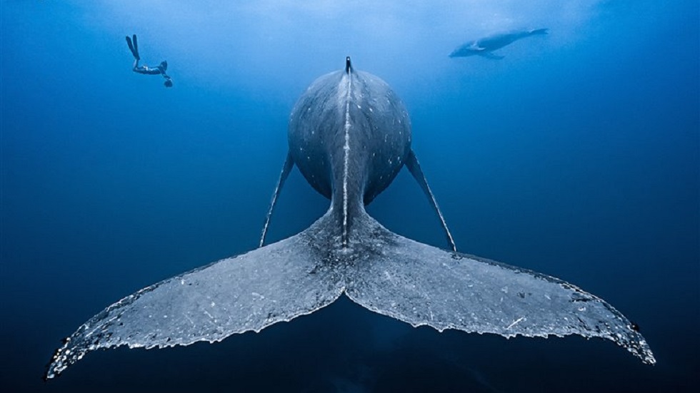 Las imágenes ganadoras del concurso de fotografía submarina 2019 - gran-angular