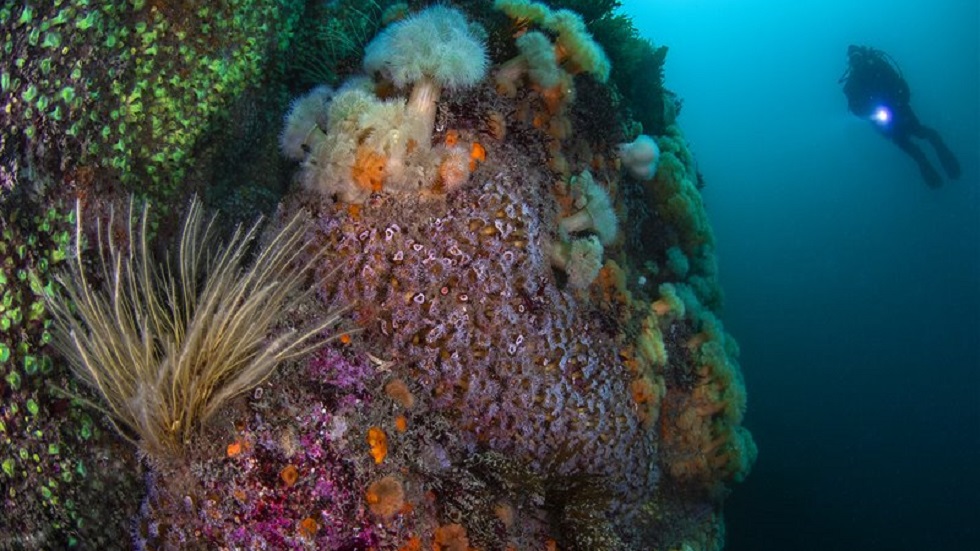 Las imágenes ganadoras del concurso de fotografía submarina 2019 - gran-bretana-en-gran-angular
