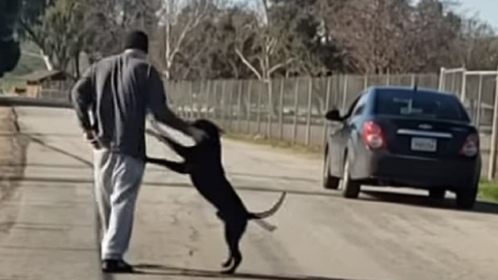 #Video Juega con perro para después abandonarlo
