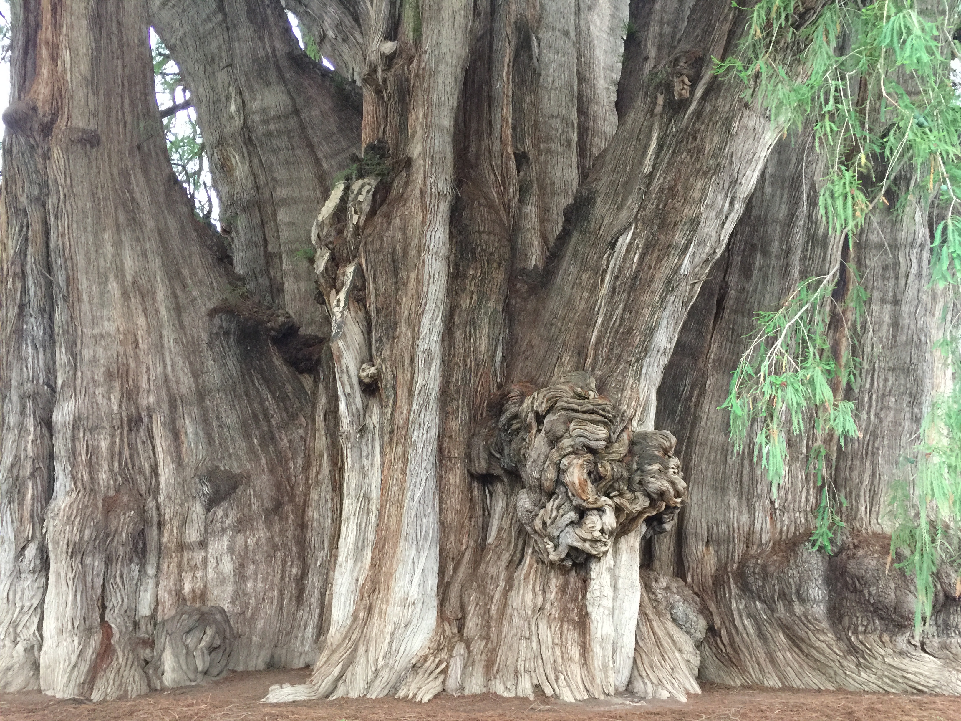 El árbol del Tule