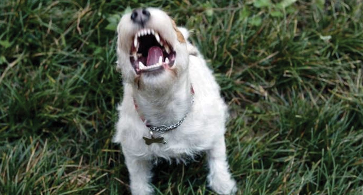 Pueblo en Francia prohíbe que perros ladren