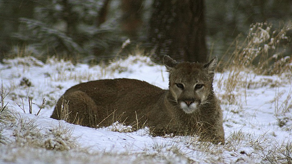 Corredor asesina a león de montaña durante ataque