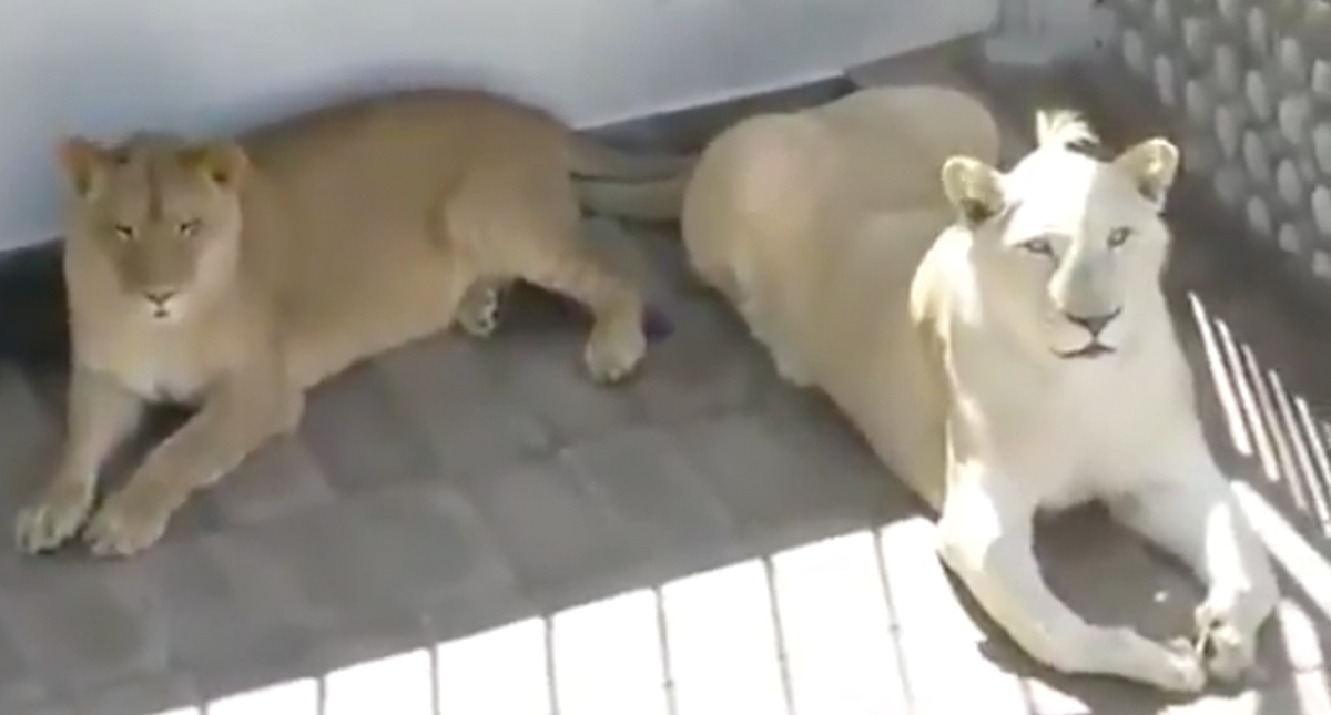 Profepa asegura a leones que vivían en azotea en Iztacalco