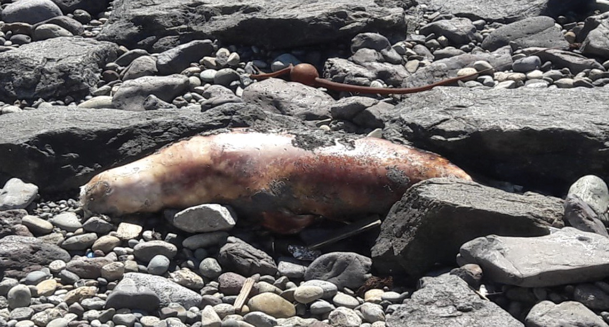 Profepa encuentra lobo marino varado en Ensenada